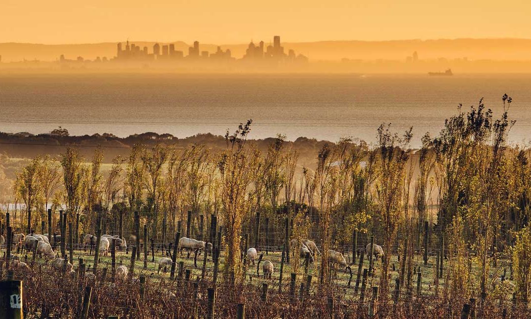Scotchmans Hill Wine Lovers Day Escape